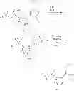 Fig. 13 - N-hydroxyamidinoheterocycles as modulators of indoleamine 2,3-dioxygenase
