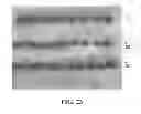 Fig. 24 - Personalized site-specific immunomodulation