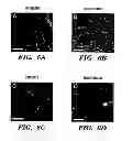 Fig. 08 - SILK-BASED DRUG DELIVERY SYSTEM