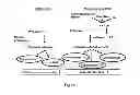 Fig. 02 - Anti-redness active agent and cosmetic compositions comprising same
