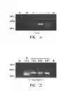 Fig. 02 - NUCLEOTIDE SEQUENCE FOR COLUMBIDAE GENDER AND NUCLEOTIDE PRIMER PAIR FOR COLUMBIDAE GENDER