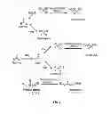 Fig. 02 - Nitrilases