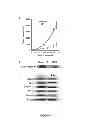 Fig. 09 - METHODS AND COMPOSITIONS FOR CELL PERMEABLE STAT3 INHIBITOR