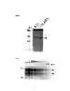 Fig. 02 - DNA sequence encoding a retinoic acid regulated protein