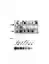 Fig. 05 - DNA sequence encoding a retinoic acid regulated protein