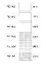 Fig. 10 - Semiconductor device and method of manufacturing the semiconductor device