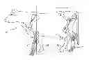 Fig. 01 - System and method for measuring relative leg positions of an ungulate