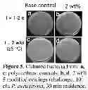 Fig. 06 - ANTIMICROBIAL POLYMERIC COMPOSITIONS