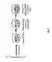 Fig. 02 - Maintenance and propagation of mesenchymal stem cells