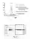 Fig. 08 - Methods and compositions for cell-proliferation-related disorders