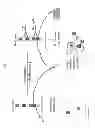 Fig. 02 - Targeted identification of immunogenic peptides