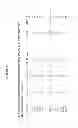 Fig. 08 - Targeted identification of immunogenic peptides