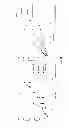 Fig. 40 - Anti-CD19 antibody having ADCC function with improved glycosylation profile