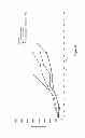Fig. 43 - Anti-CD19 antibody having ADCC function with improved glycosylation profile