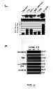 Fig. 06 - Induced activation in dendritic cells