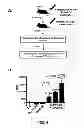 Fig. 09 - Induced activation in dendritic cells
