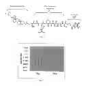 Fig. 06 - Protease selective supramolecular assemblies