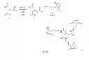 Fig. 22 - Protease selective supramolecular assemblies