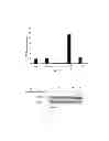 Fig. 06 - Method for Culturing Adipocytes