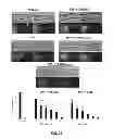 Fig. 53 - Methods for treating Parkinson's disease using pro-neurogenic compounds