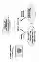 Fig. 02 - COMPOSITIONS AND METHODS FOR TREATING DIABETES AND NEUROPSYCHOLOGICAL DYSFUNCTION