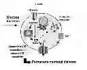 Fig. 04 - COMPOSITIONS AND METHODS FOR TREATING DIABETES AND NEUROPSYCHOLOGICAL DYSFUNCTION