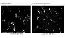 Fig. 01 - SKIN ACTIVATION BY ACCELERATION OF PDGF-BB ACTIVITY