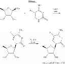 Fig. 08 - Synthesis of 5-deoxy-5′-fluorocytidine compounds