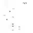 Fig. 06 - Inferred Dynamic Offers Subject To Mobile Device Holder Location