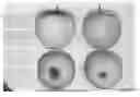Fig. 01 - Apple tree named 'R2/25/56'