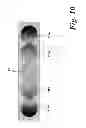 Fig. 09 - Method of, and apparatus for, making an optical waveguide