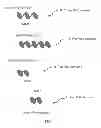 Fig. 02 - Multimeric Proteins Comprising Immunoglobulin Constant Domains