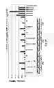 Fig. 25 - TCR Complex Immunotherapeutics