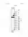 Fig. 35 - TCR Complex Immunotherapeutics