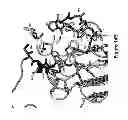 Fig. 28 - PROTEIN DOMAINS AND USES THEREFOR