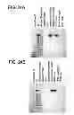 Fig. 33 - Carrier immunoglobulins and uses thereof