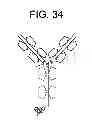 Fig. 44 - Carrier immunoglobulins and uses thereof
