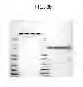 Fig. 45 - Carrier immunoglobulins and uses thereof