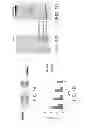 Fig. 02 - ANTIBODIES WITH T-CELL RECEPTOR LIKE SPECIFICITY TOWARDS NATIVE COMPLEXES OF MHC CLASS II AND DIABETES-ASSOCIATED AUTOANTIGENIC PEPTIDES