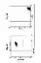 Fig. 09 - RAPID, EFFICIENT PURIFICATION OF HSV-SPECIFIC T-LYMPHOCYTES AND HSV ANTIGENS IDENTIFIED VIA SAME