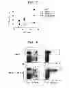 Fig. 06 - IMMUNOTHERAPEUTIC METHOD USING ARTIFICIAL ADJUVANT VECTOR CELLS THAT CO-EXPRESS CD1D AND TARGET ANTIGEN