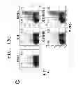 Fig. 22 - IMMUNOTHERAPEUTIC METHOD USING ARTIFICIAL ADJUVANT VECTOR CELLS THAT CO-EXPRESS CD1D AND TARGET ANTIGEN