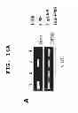 Fig. 30 - IMMUNOTHERAPEUTIC METHOD USING ARTIFICIAL ADJUVANT VECTOR CELLS THAT CO-EXPRESS CD1D AND TARGET ANTIGEN