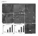 Fig. 06 - Parental Composition Comprising Microsperes with a Diameter between 10 and 20 Microns