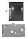 Fig. 02 - LIPIDS SUITABLE FOR LIPOSOMAL DELIVERY OF PROTEIN CODING RNA