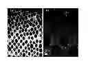 Fig. 01 - Nanocomposites
