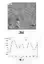 Fig. 03 - Thin films organized in nanodomains on the basis of copolymers having polysaccharide blocks for applications in nanotechnology
