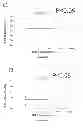 Fig. 07 - SPERM CRYOPROTECTIVE MEDIA