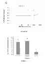 Fig. 09 - SPERM CRYOPROTECTIVE MEDIA
