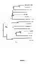 Fig. 08 - ABC terpenoid transporters and methods of using the same